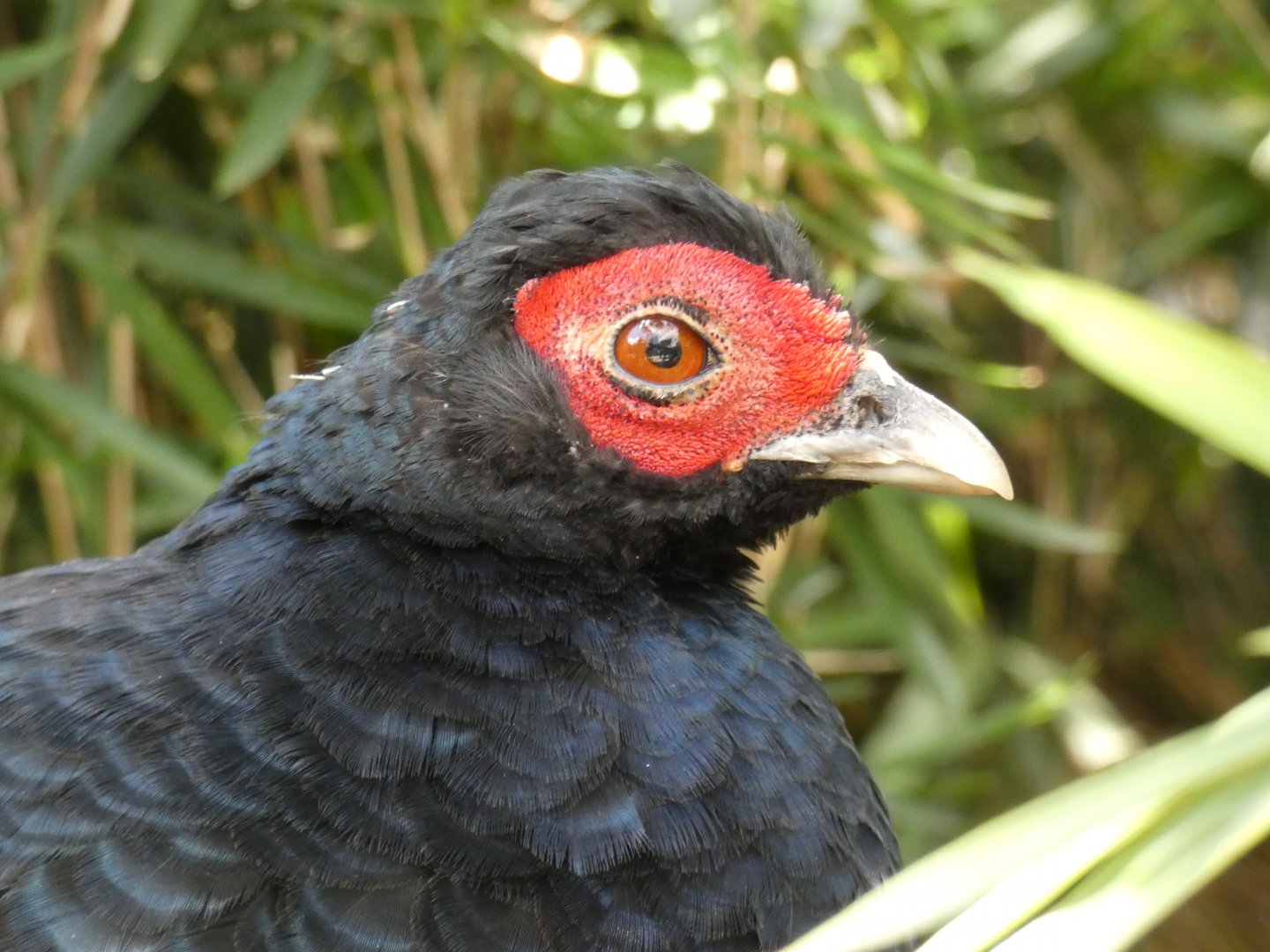 Salvadori's Pheasant