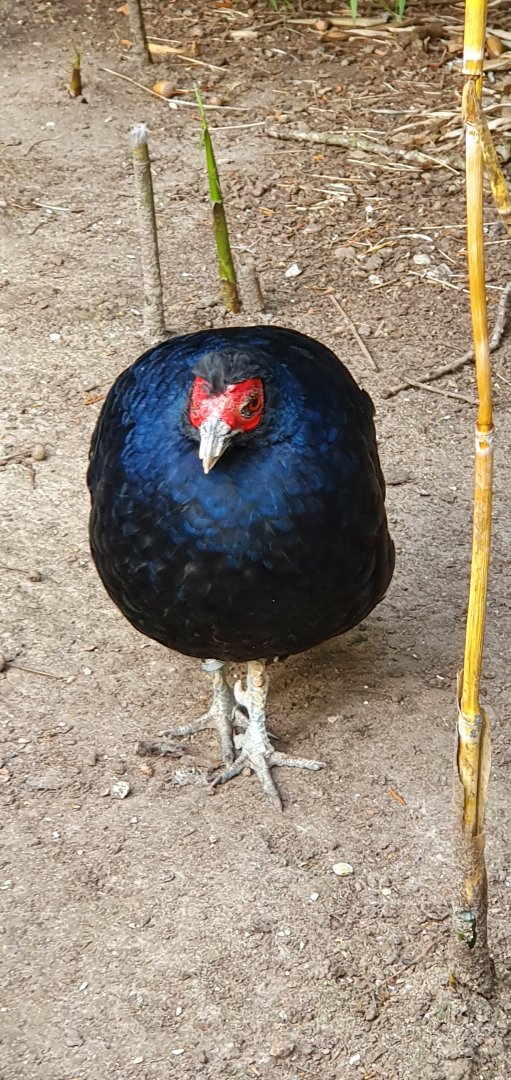 salvadori's pheasant