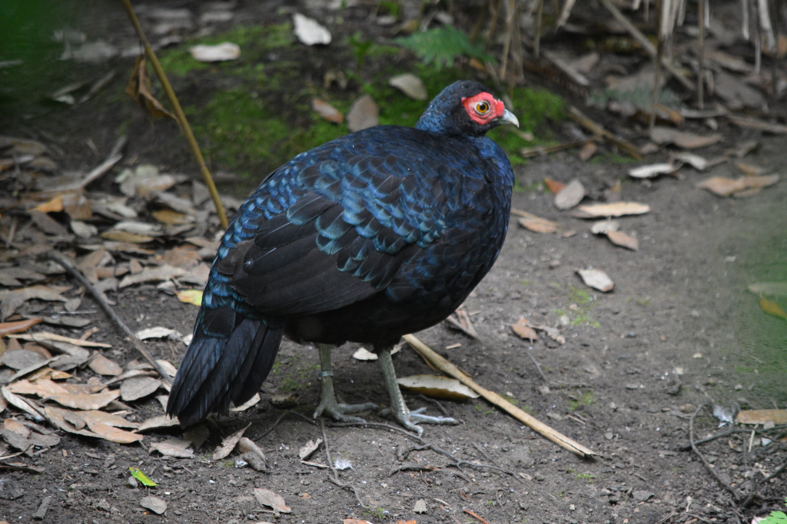 Salvadori's Pheasant