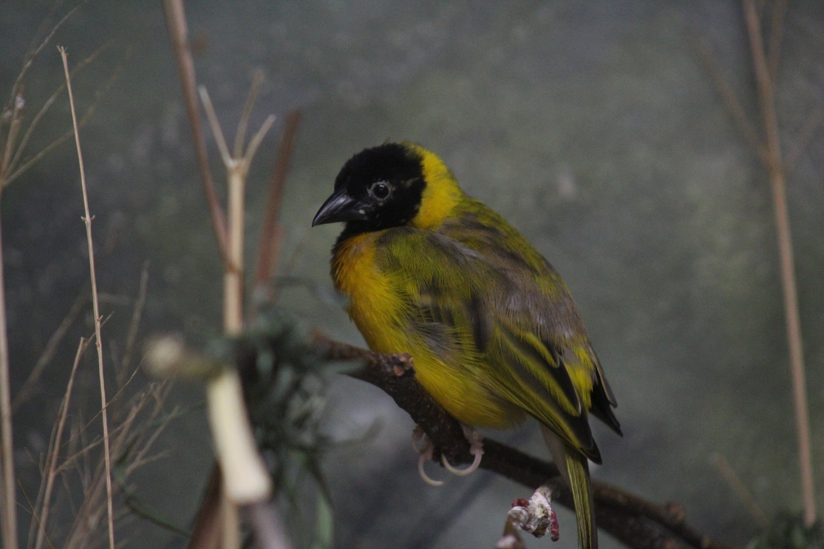 "Salvadori's" Weaver