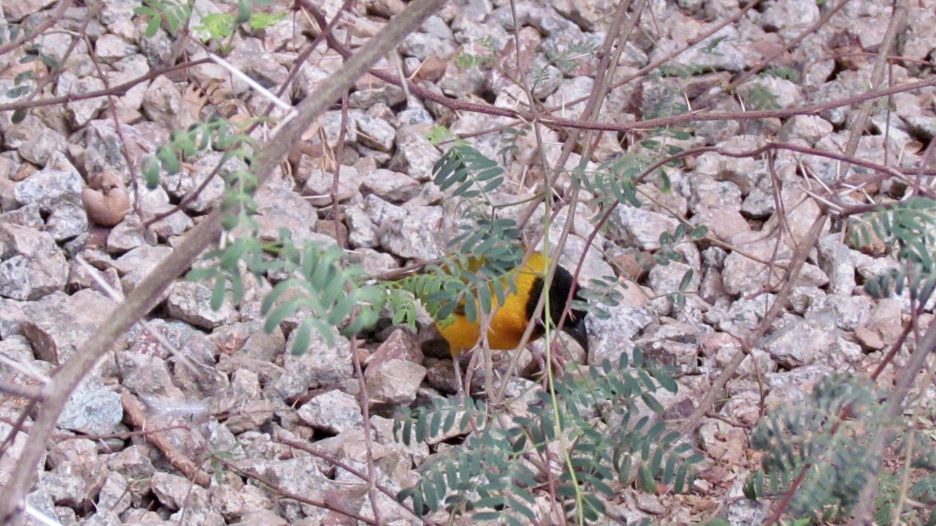 “Salvadori’s” Weaver