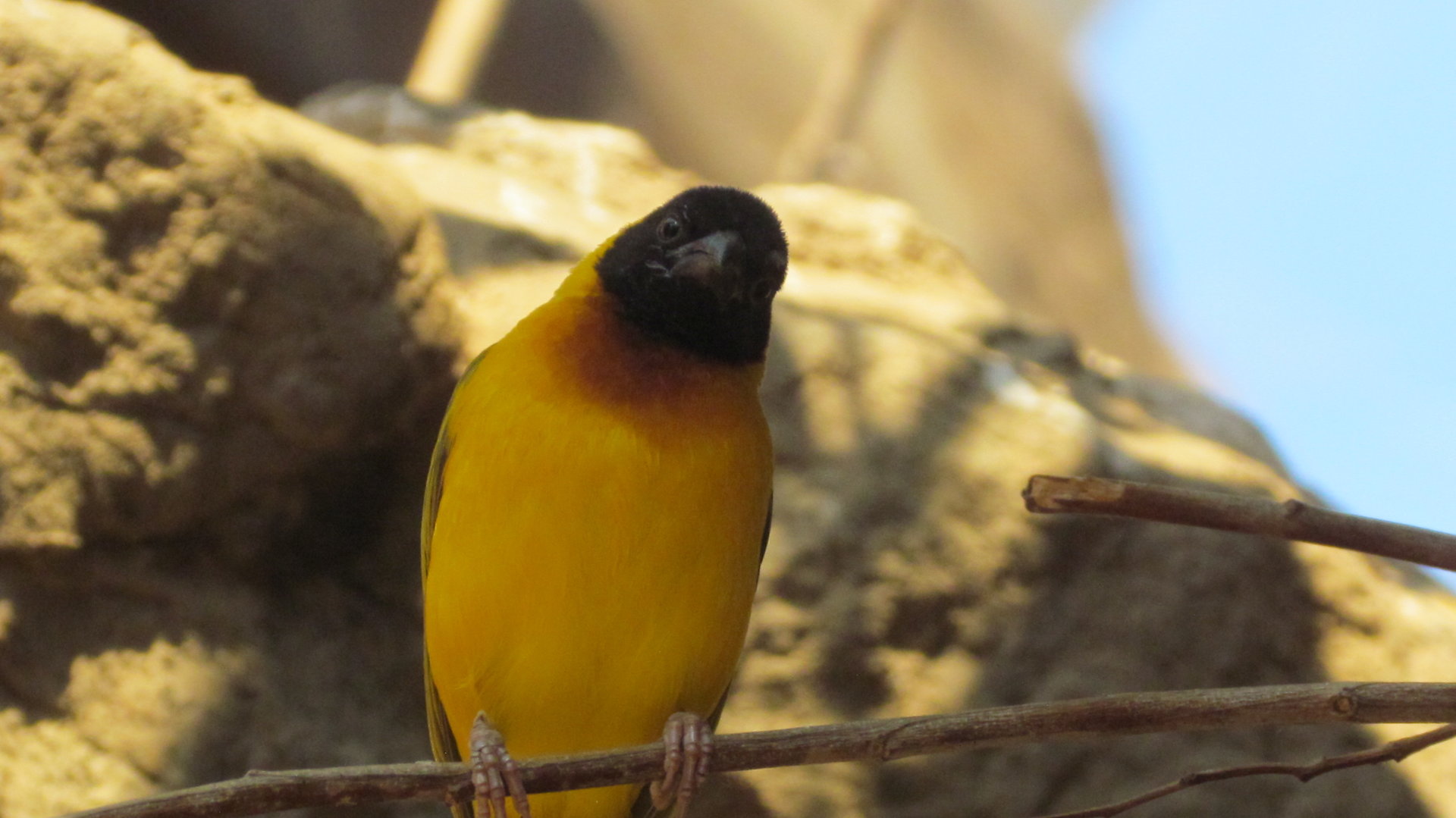 Salvadori’s Weaver