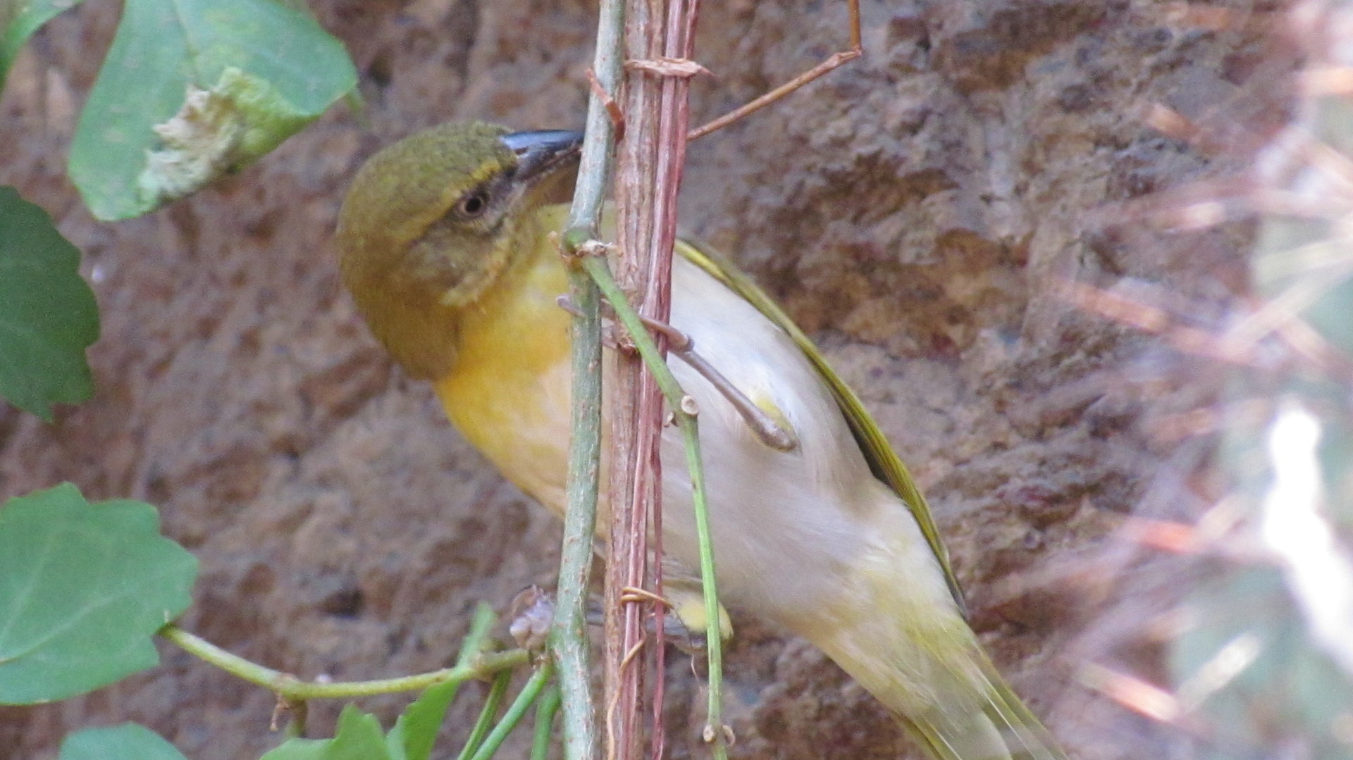 Salvadori’s Weaver