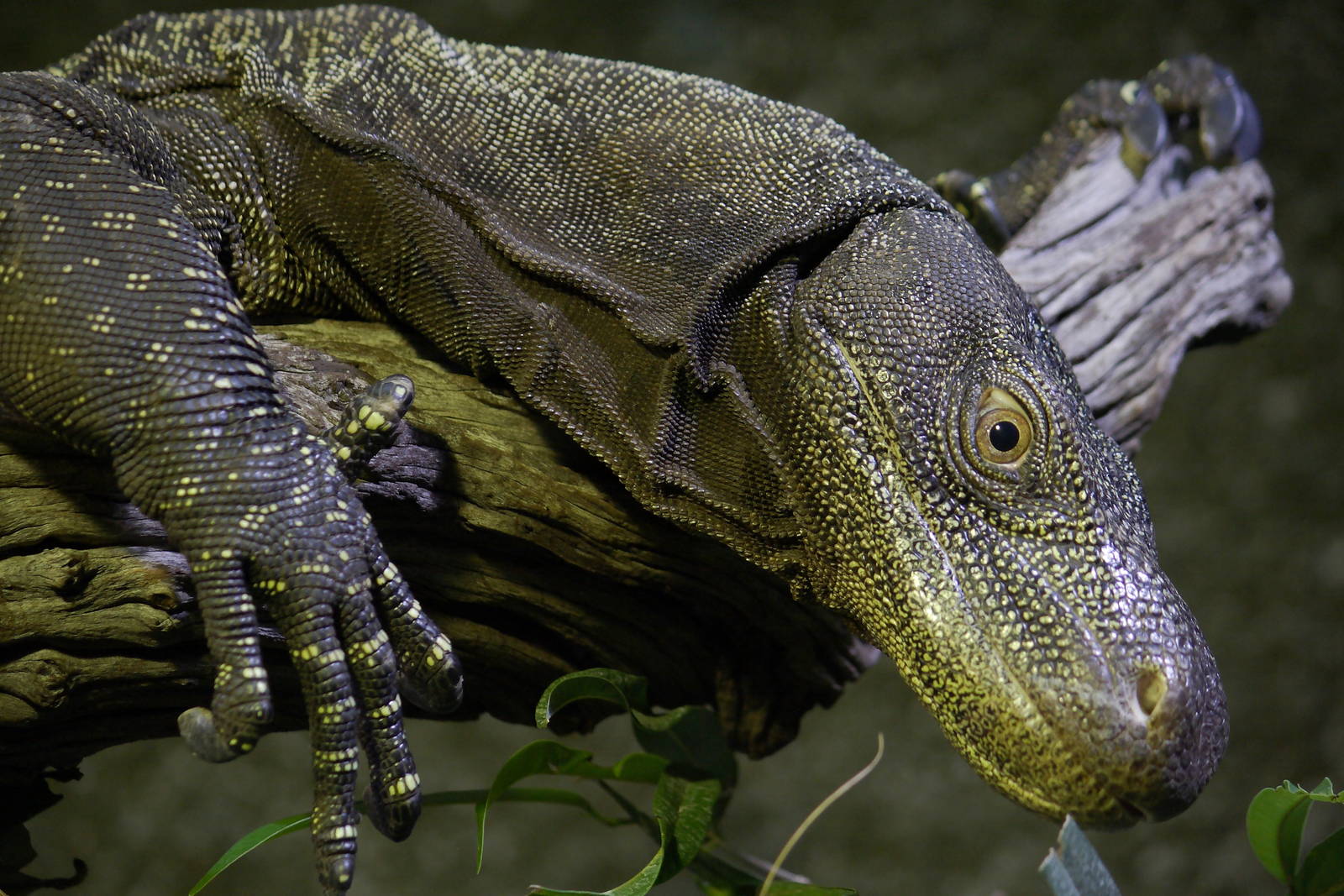 Salvador's monitor, 28/11/11