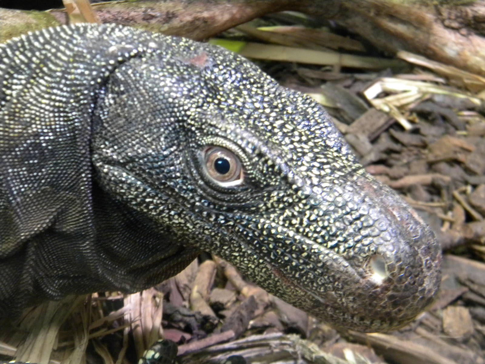 Salvador's Monitor at Chester Zoo 11/06/11