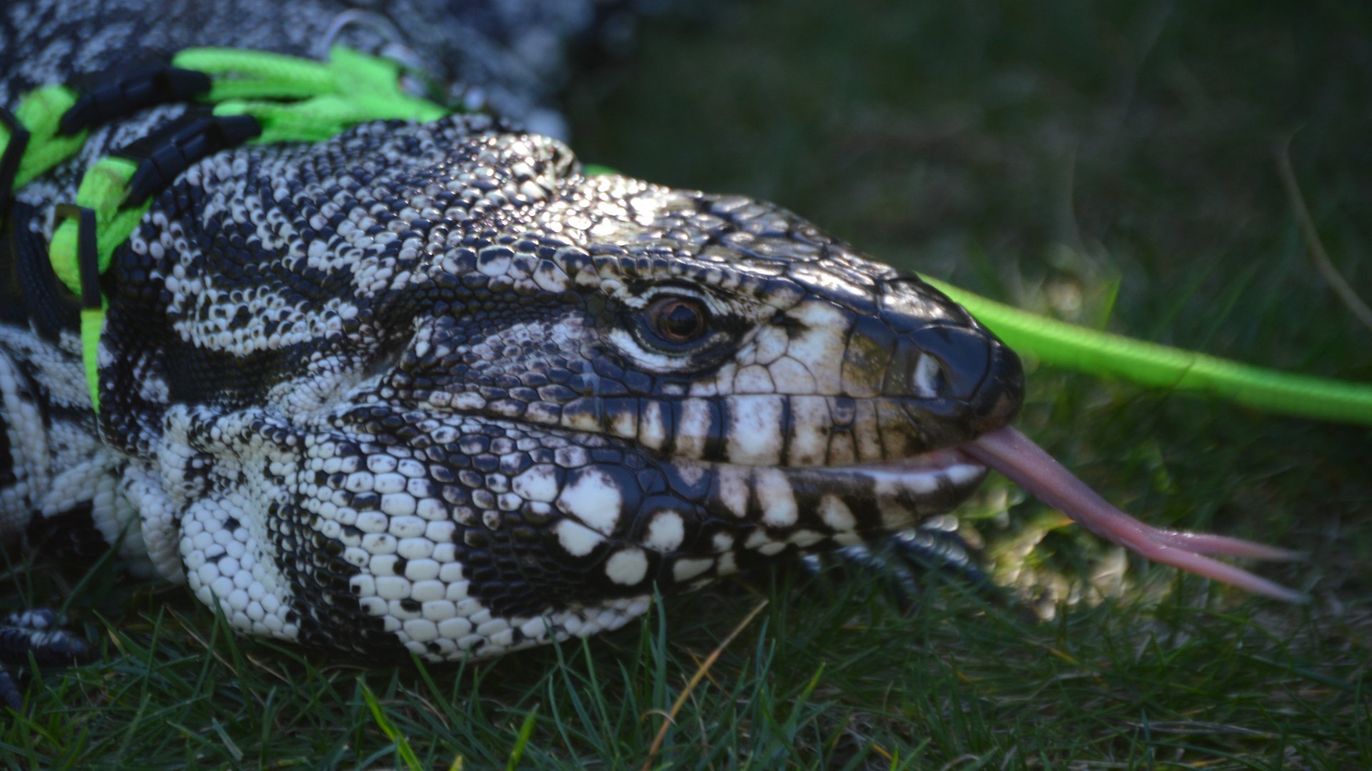 Salvator merianae (Vito)