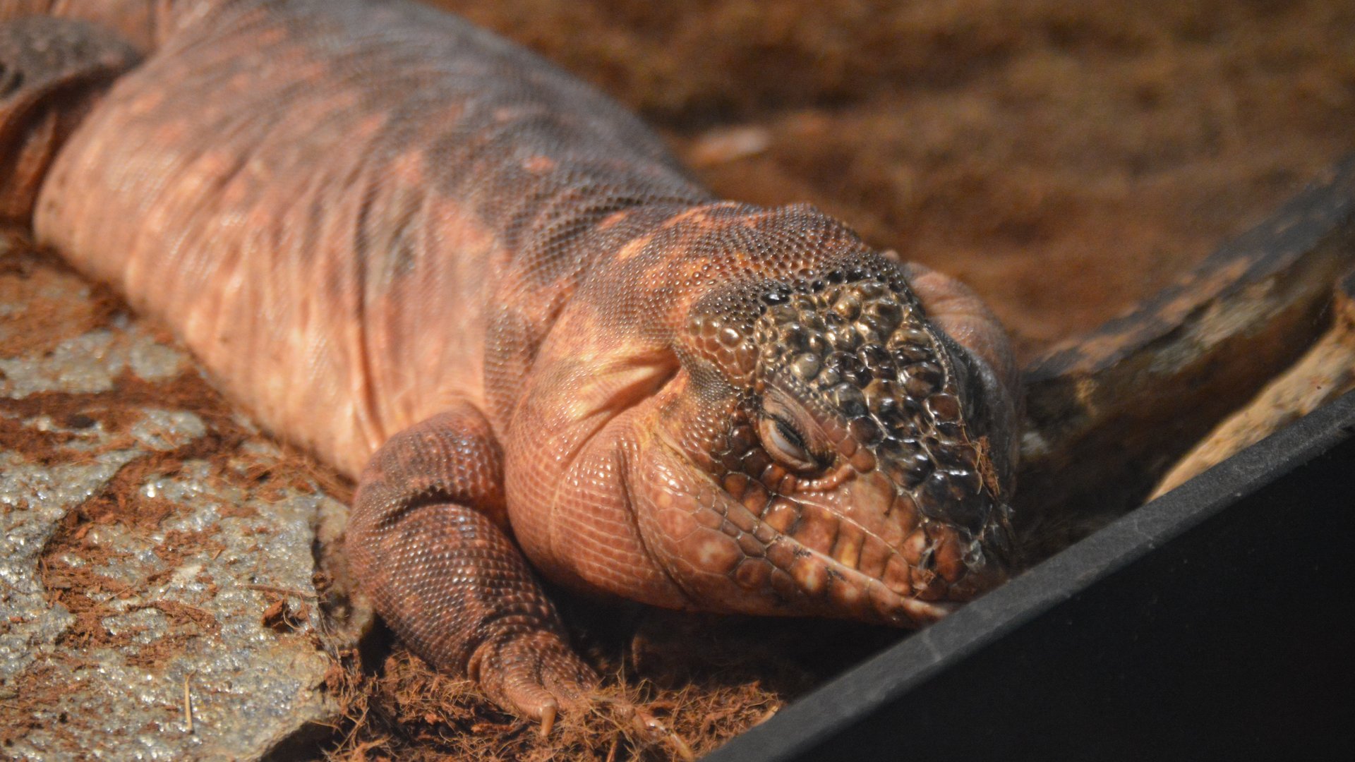 Salvator rufescens (Chowder)