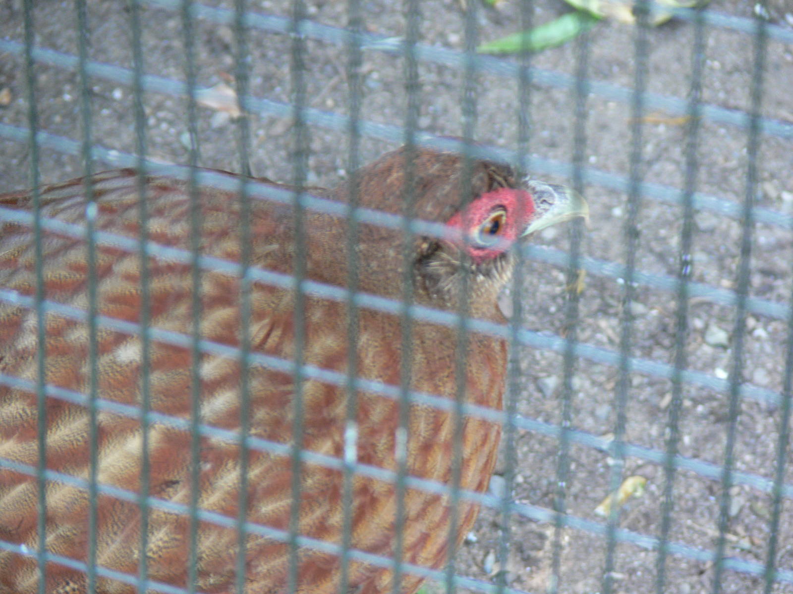 Salvatori's Pheasant at Chester Zoo, 06/07/13