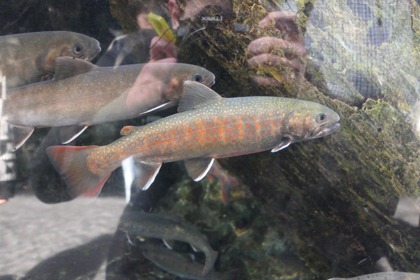 Salvelinus leucomaenus japonicus? Kyoto Aquarium