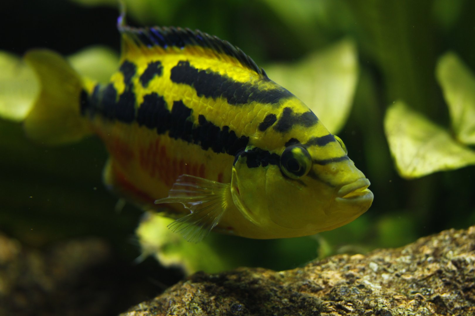 Salvini's cichlid (Trichromis salvini)
