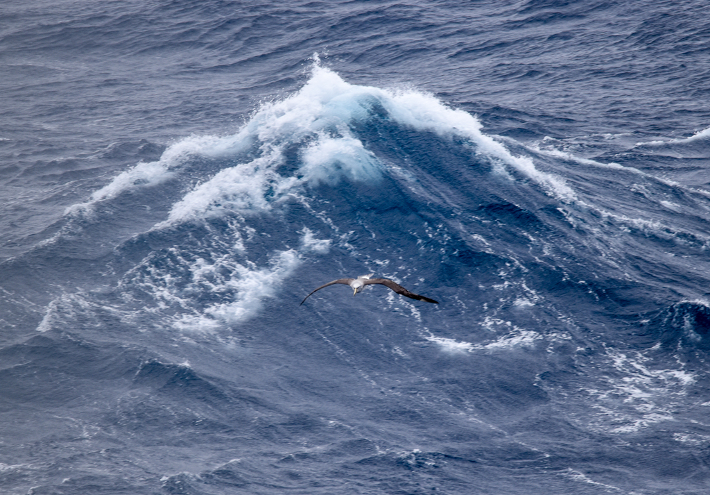 Salvin's Albatross escaping huge wave