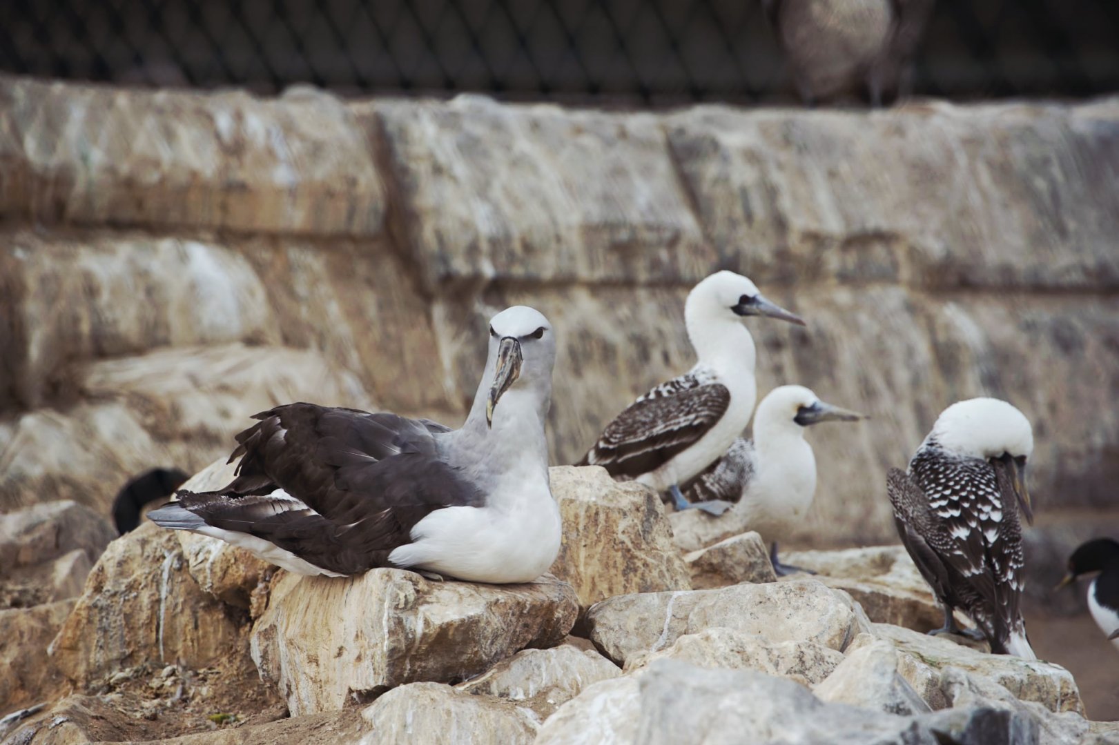 Salvin's Albatross/Peruvian Booby