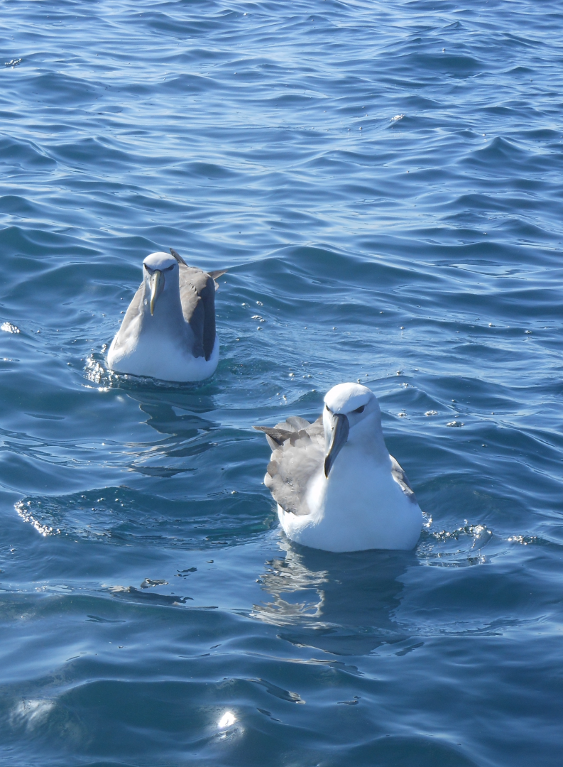 Salvin's Albatross (Thalassarche salvini) & White-capped Albatross (Thalassarche steadi)