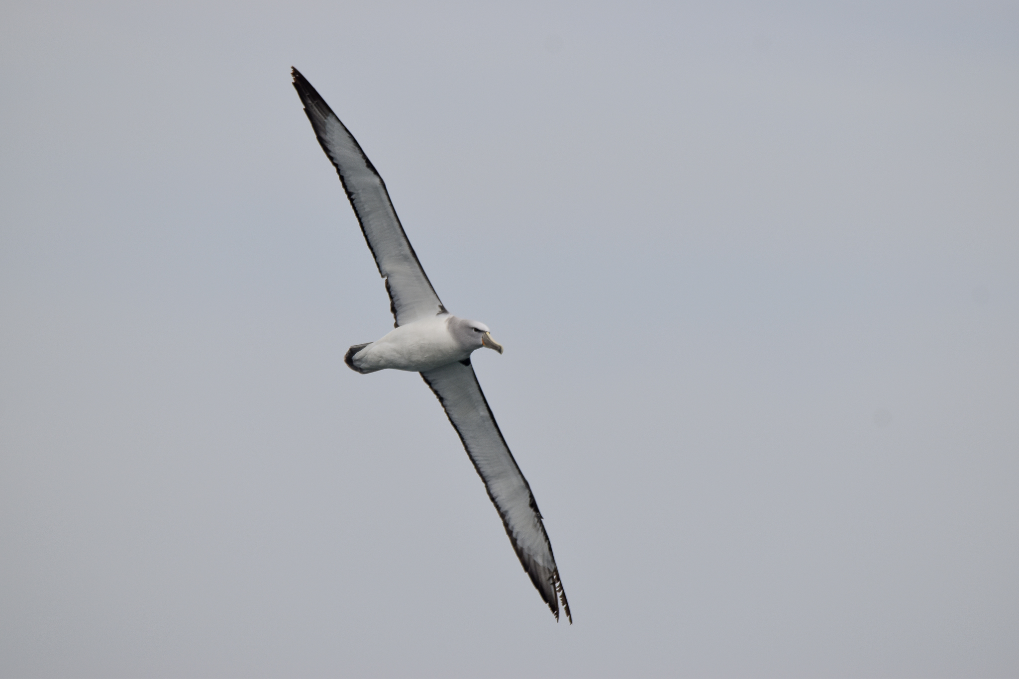 Salvin's Albatross