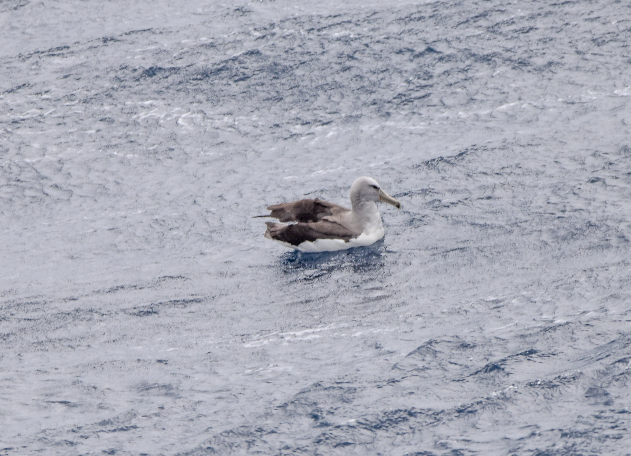 Salvin's Albatross