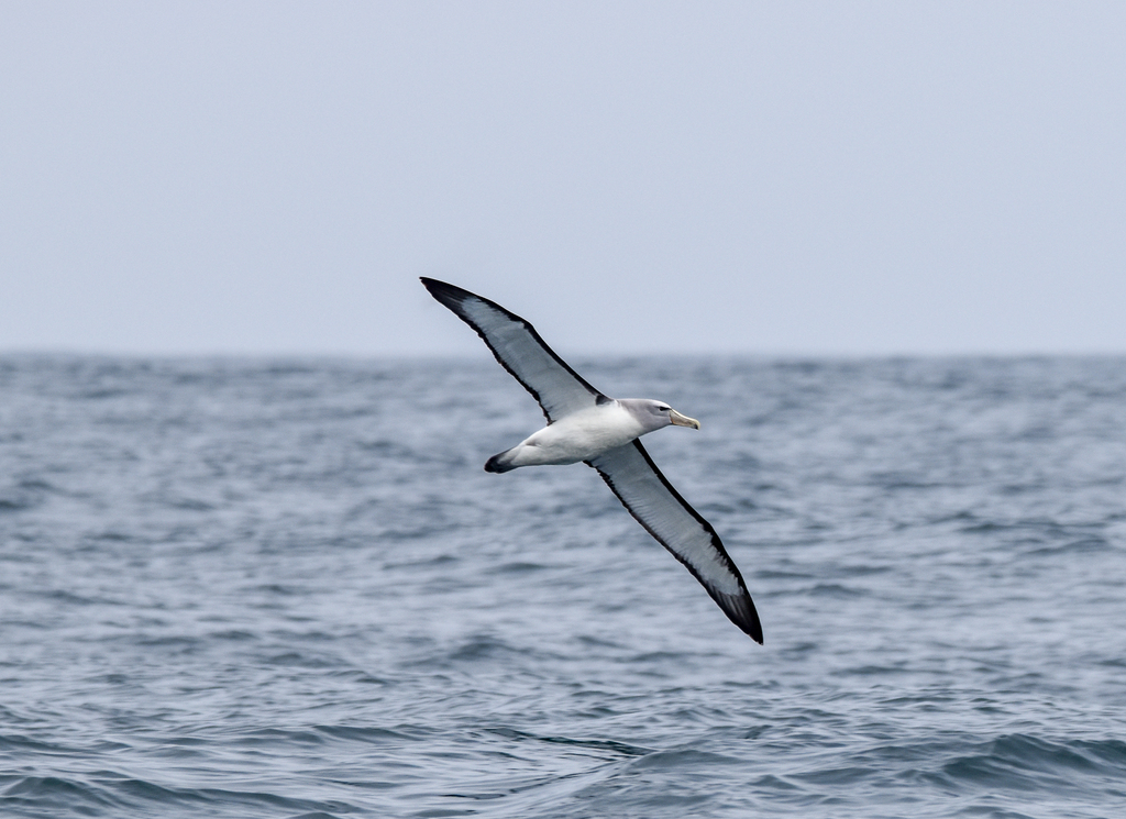 Salvin's Albatross