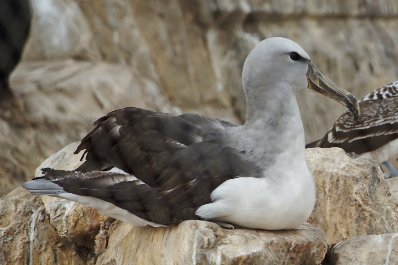 Salvin's Albatross