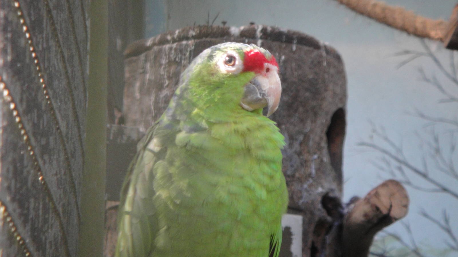 Salvin's Amazon (Amazona autumnalis salvini)