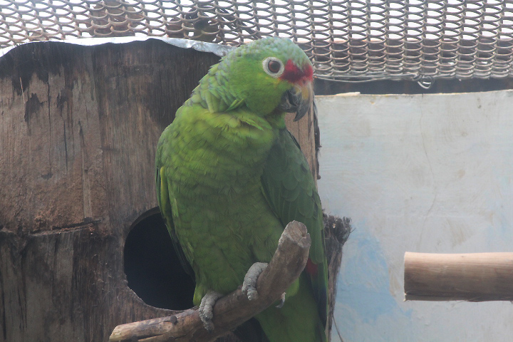Salvin's amazon (Amazona autumnalis salvini)