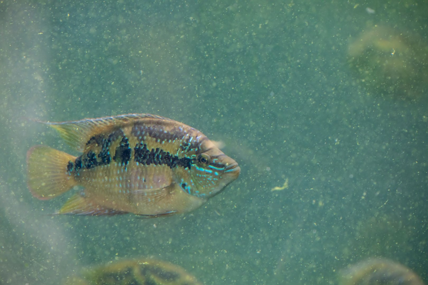 Salvin's Cichlid (Cichlasoma salvini)