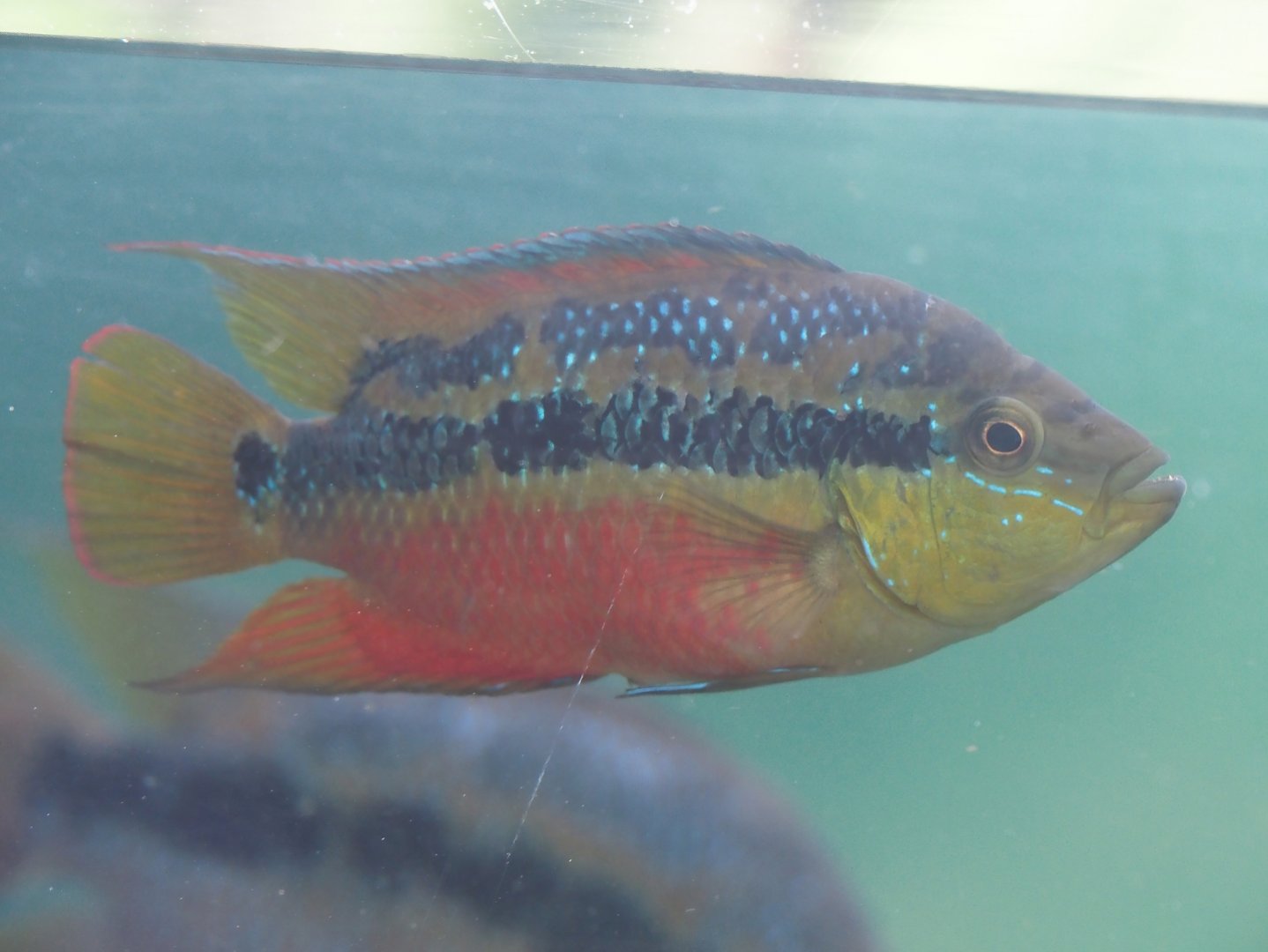 Salvin's cichlid (Trichromis salvini), 2025-05-17