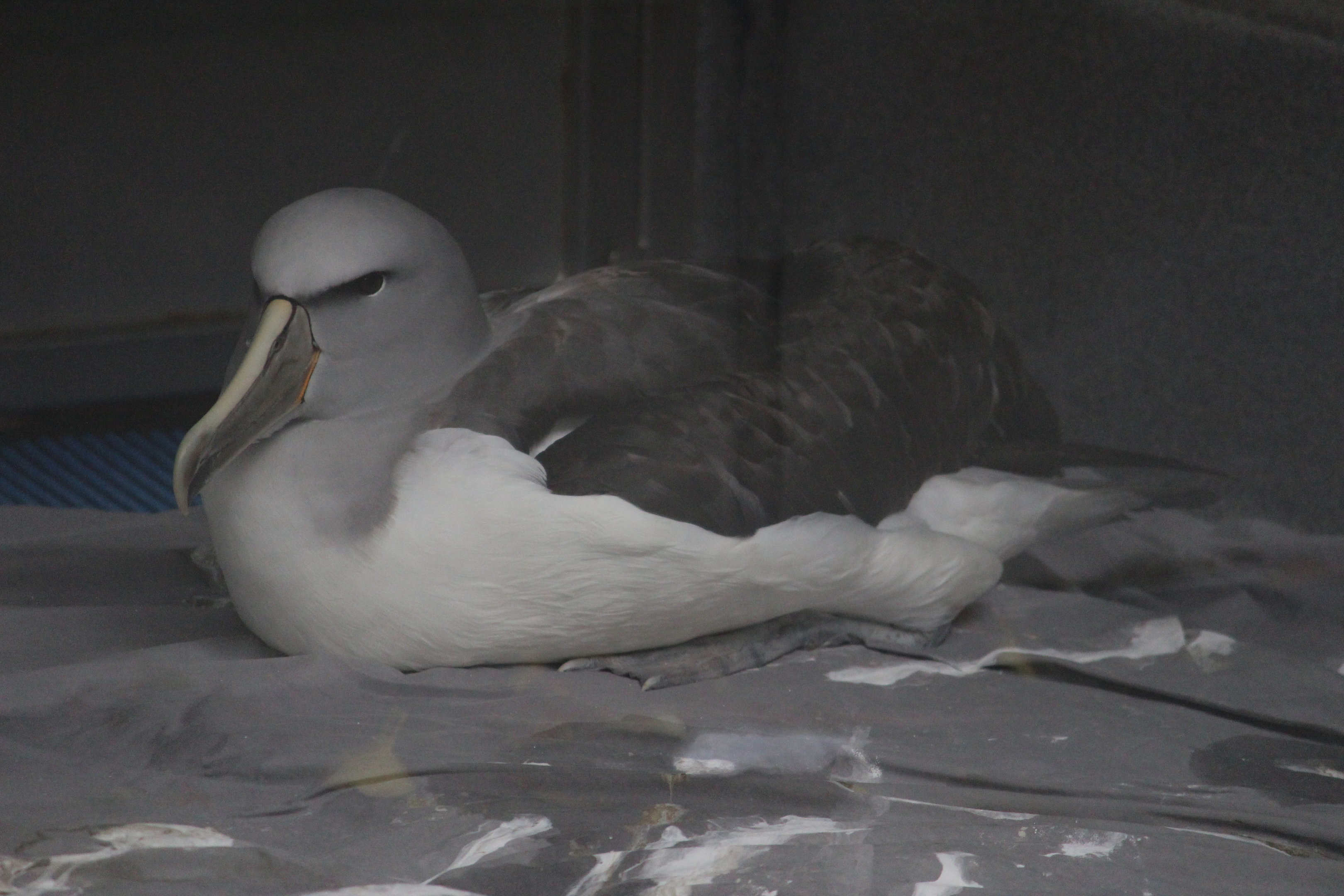 Salvin's Mollymawk (rehab bird at The Nest)