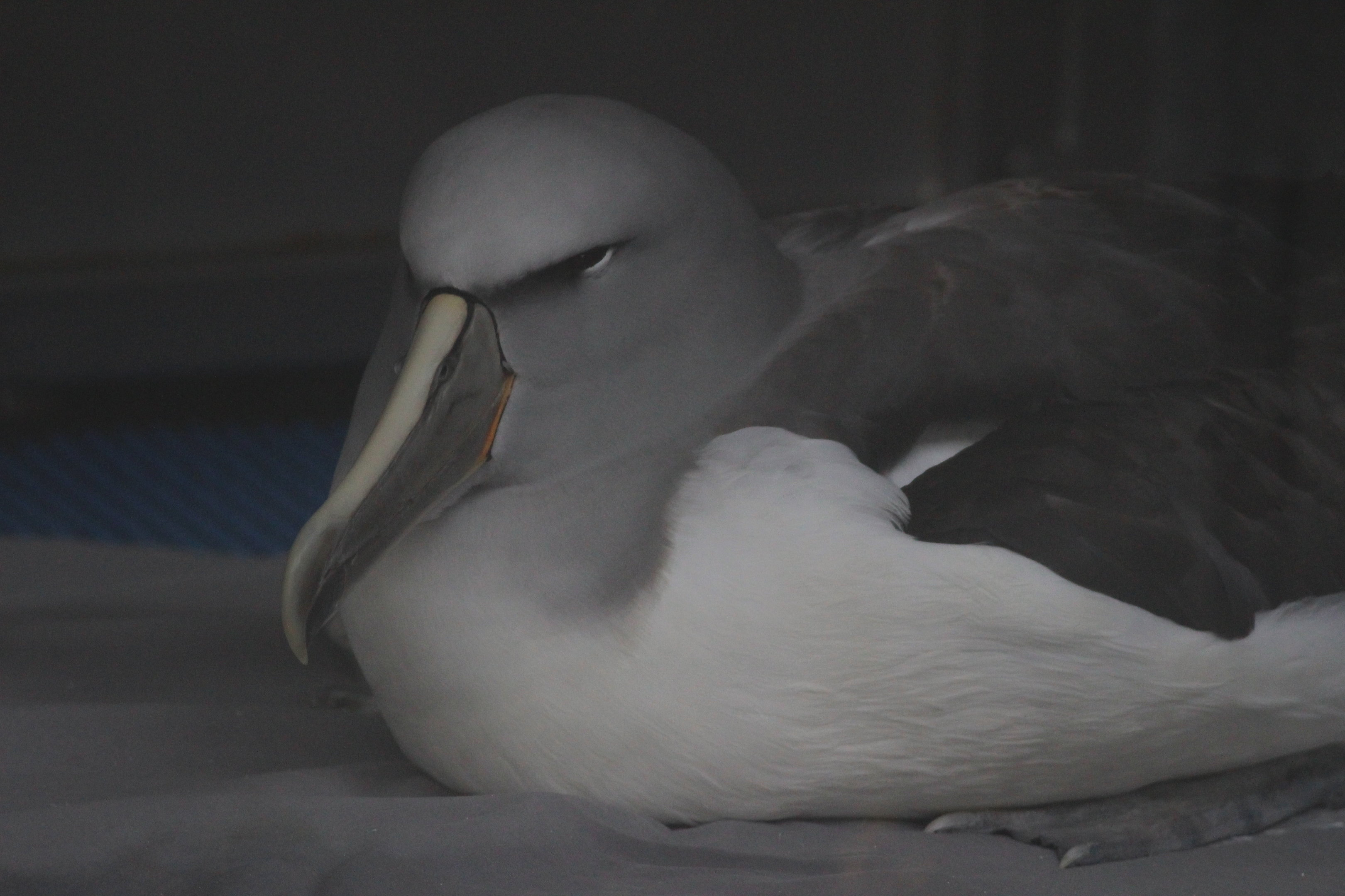 Salvin's Mollymawk (rehab bird at The Nest)