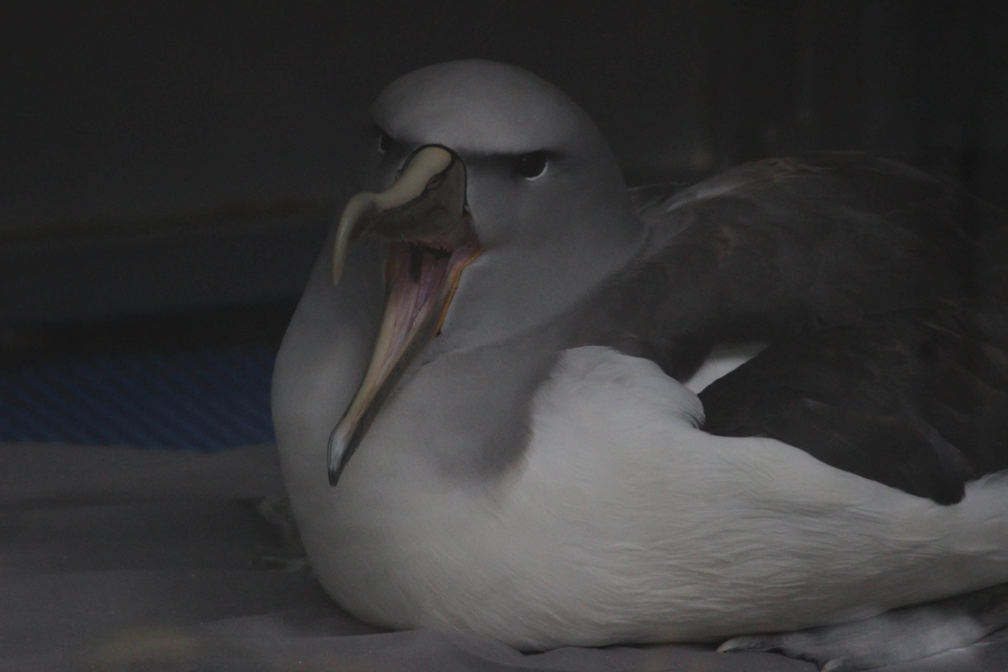 Salvin's Mollymawk (rehab bird at The Nest)