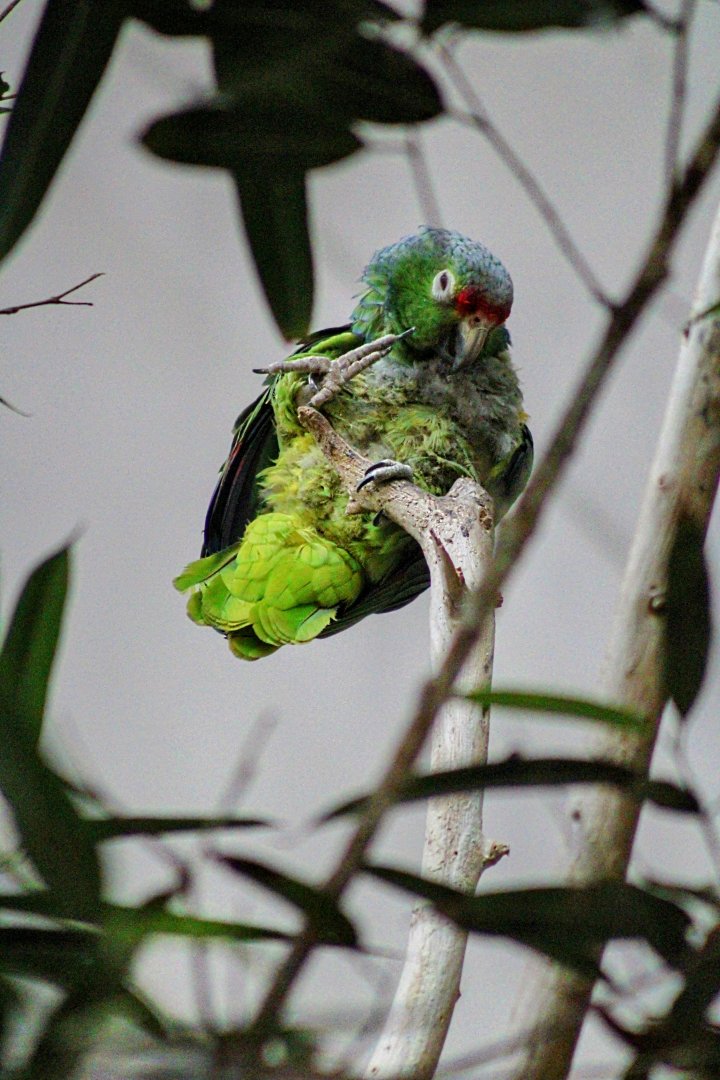 Salvin's Red-lored Amazon Parrot [May 25, 2022]