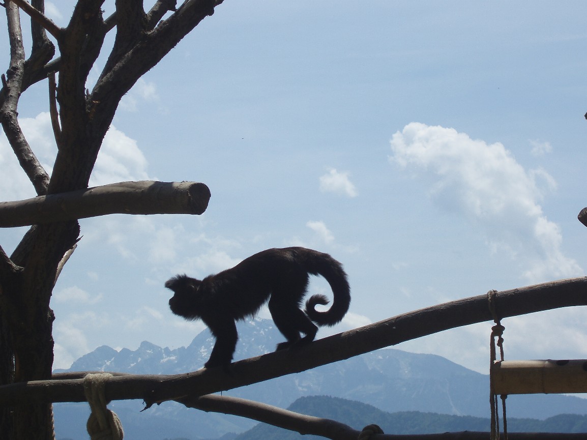 Salzburg Zoo - Capuchin