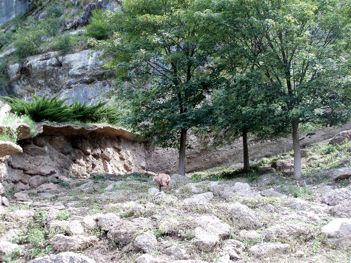 Salzburg Zoo - Chamois enclosure