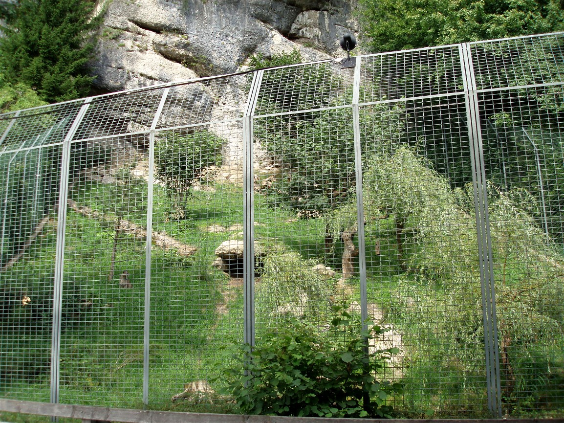 Salzburg Zoo - Puma exhibit