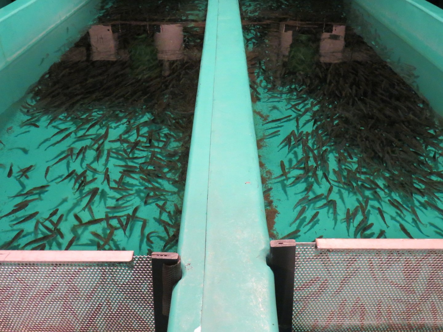 Sam Livingston Fish Hatchery - Rainbow Trout