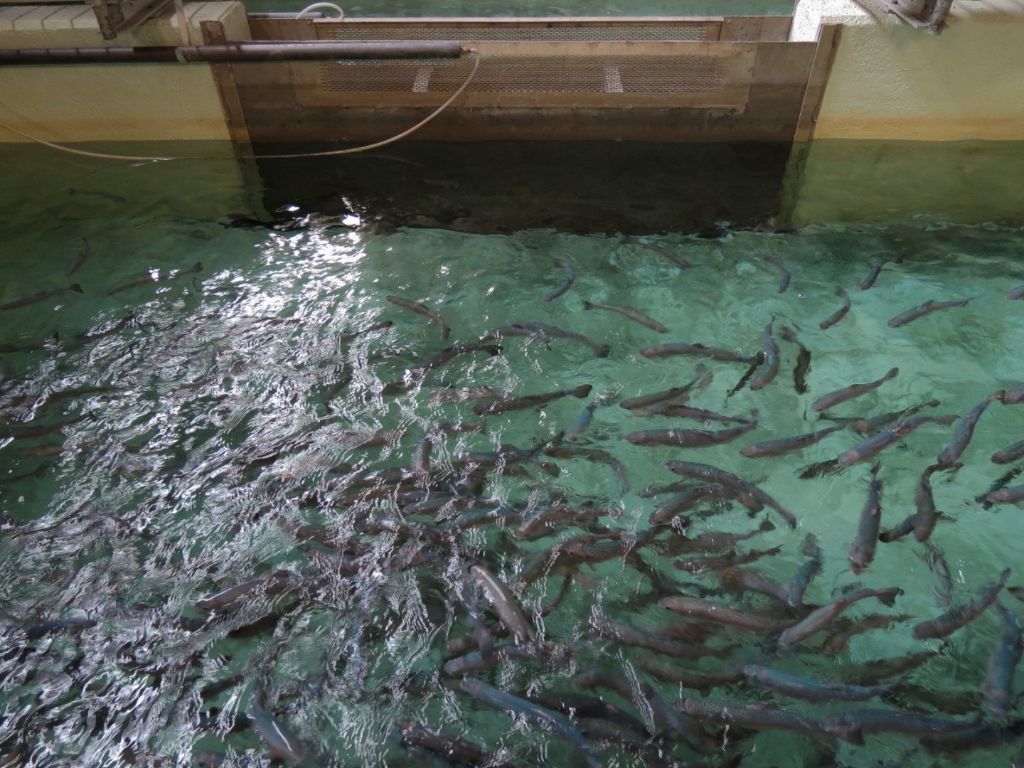 Sam Livingston Fish Hatchery - Rainbow Trout