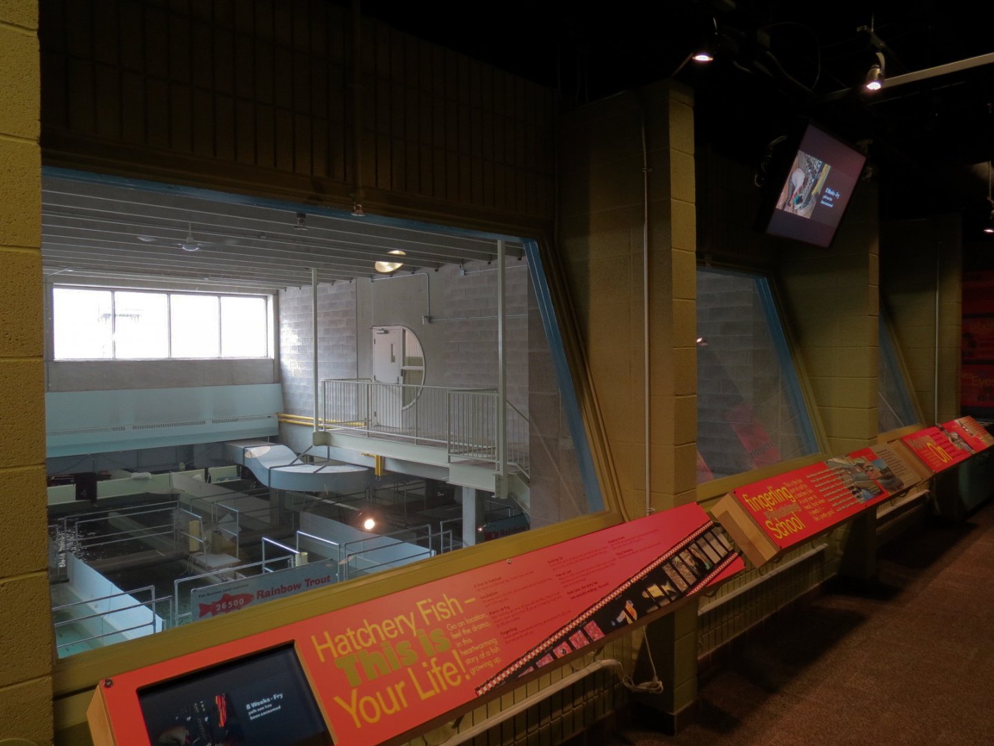 Sam Livingston Fish Hatchery - Viewing Area