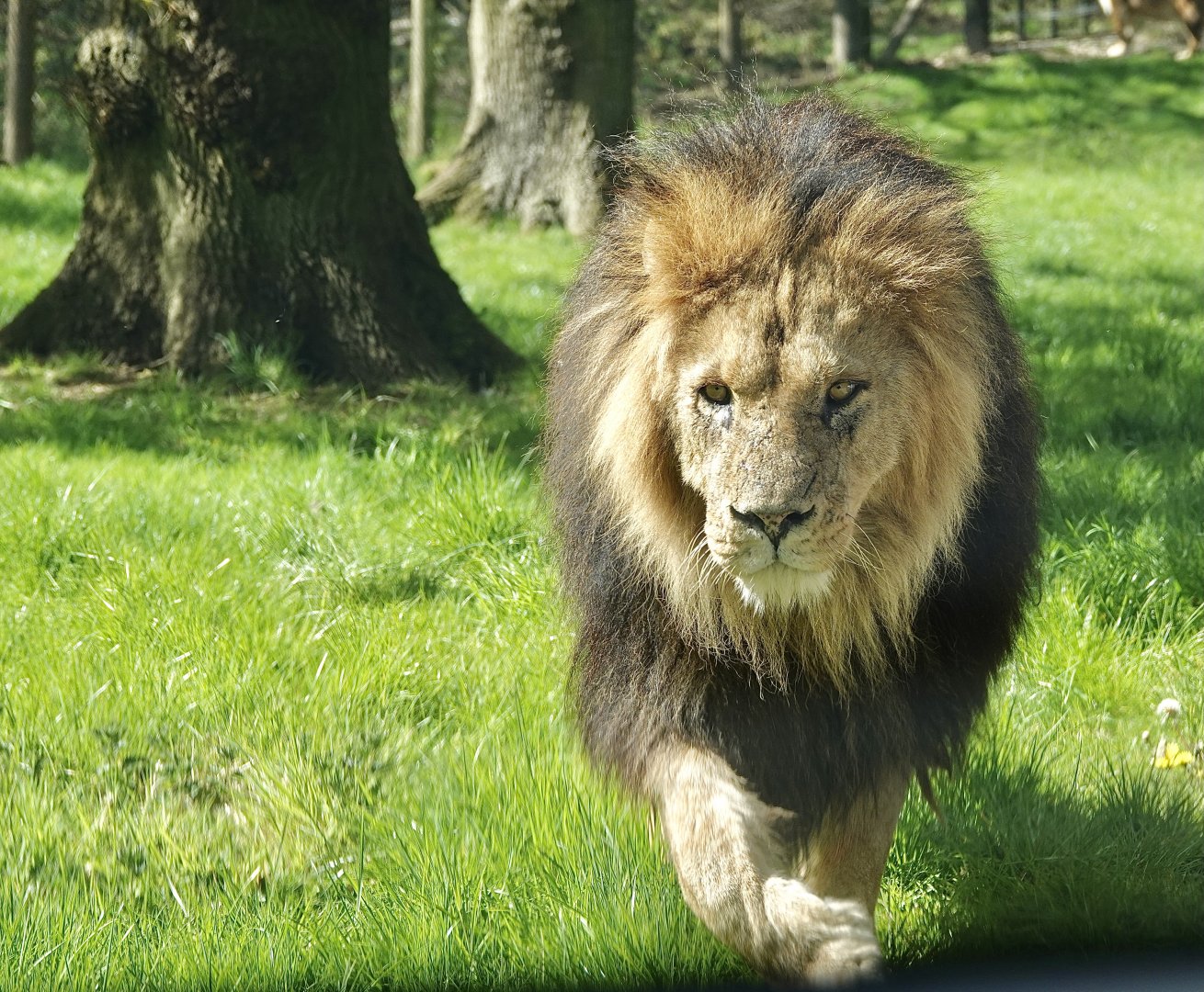 Sam Male Lion