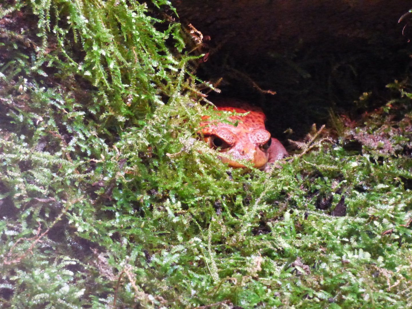 Samabava Tomato Frog