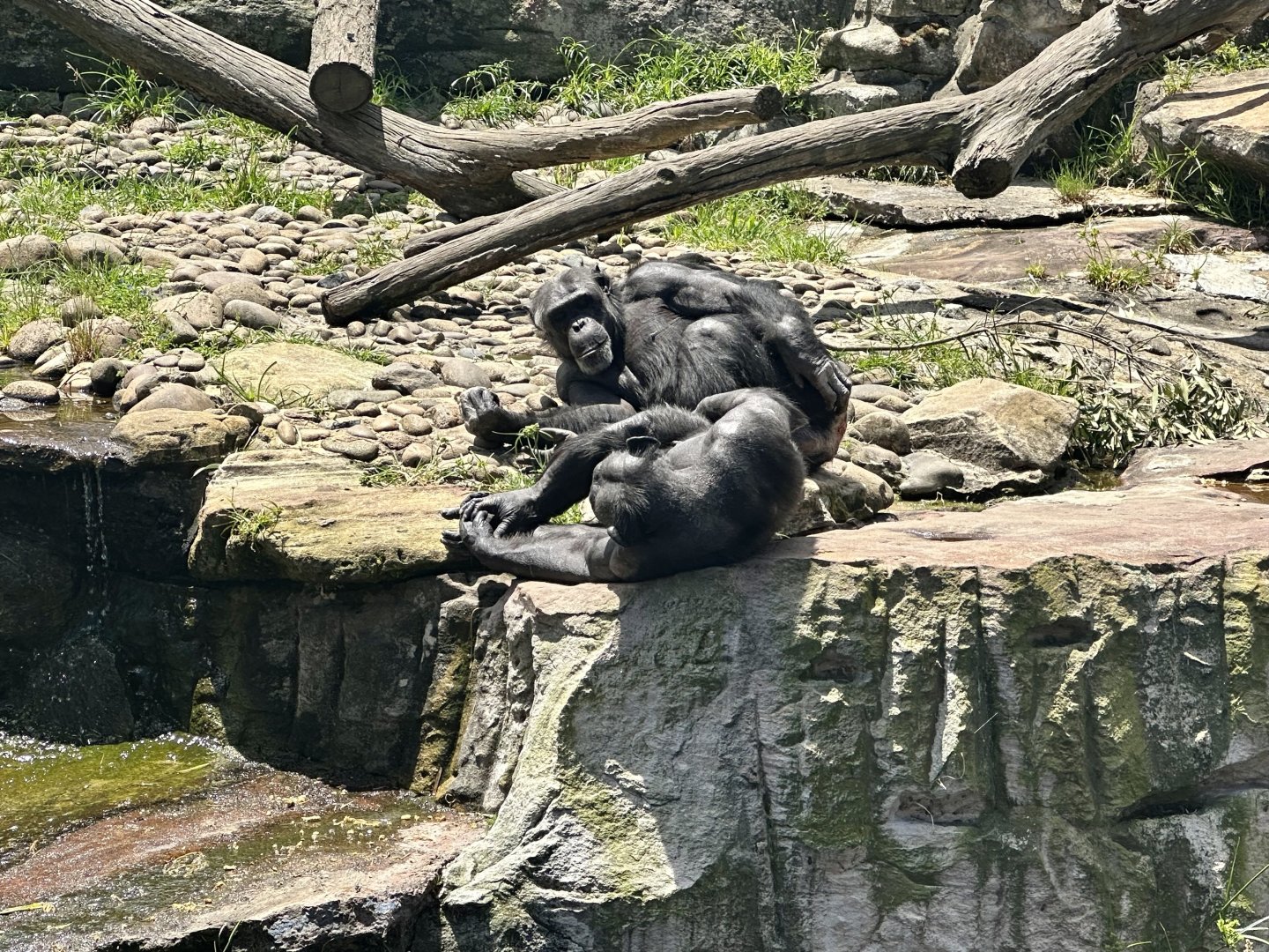 Samaki and Kuma (Common Chimpanzees)