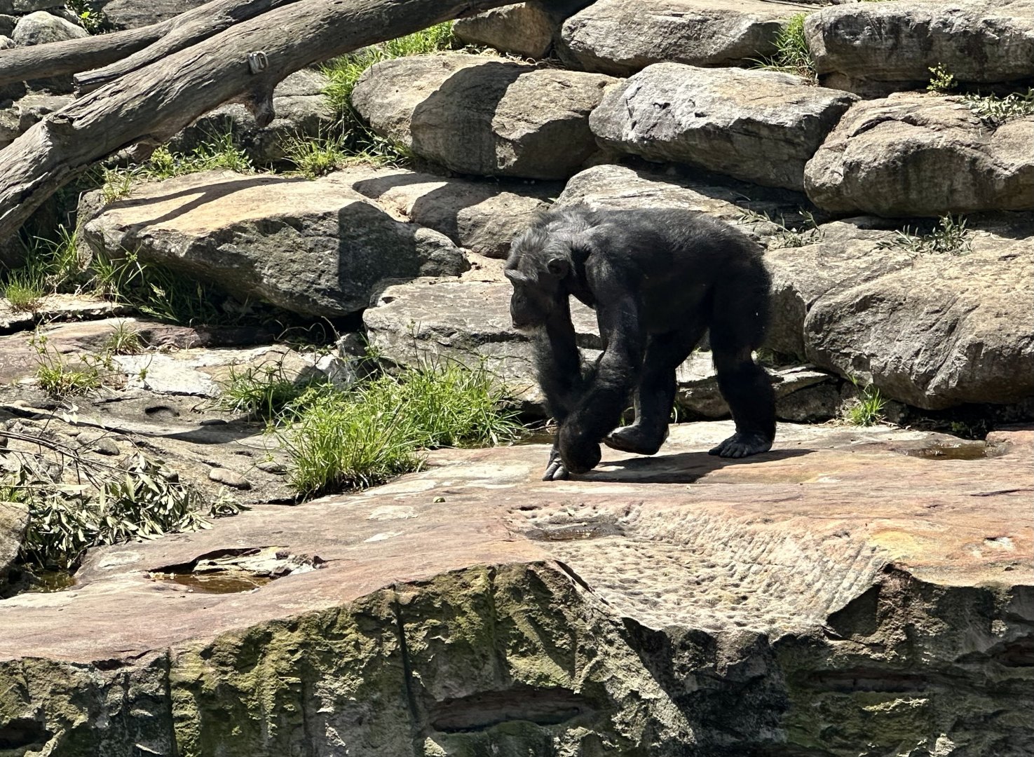 Samaki (Common Chimpanzee)