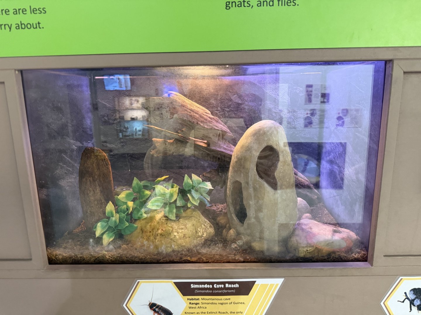 samandoa cave cockroach exhibit