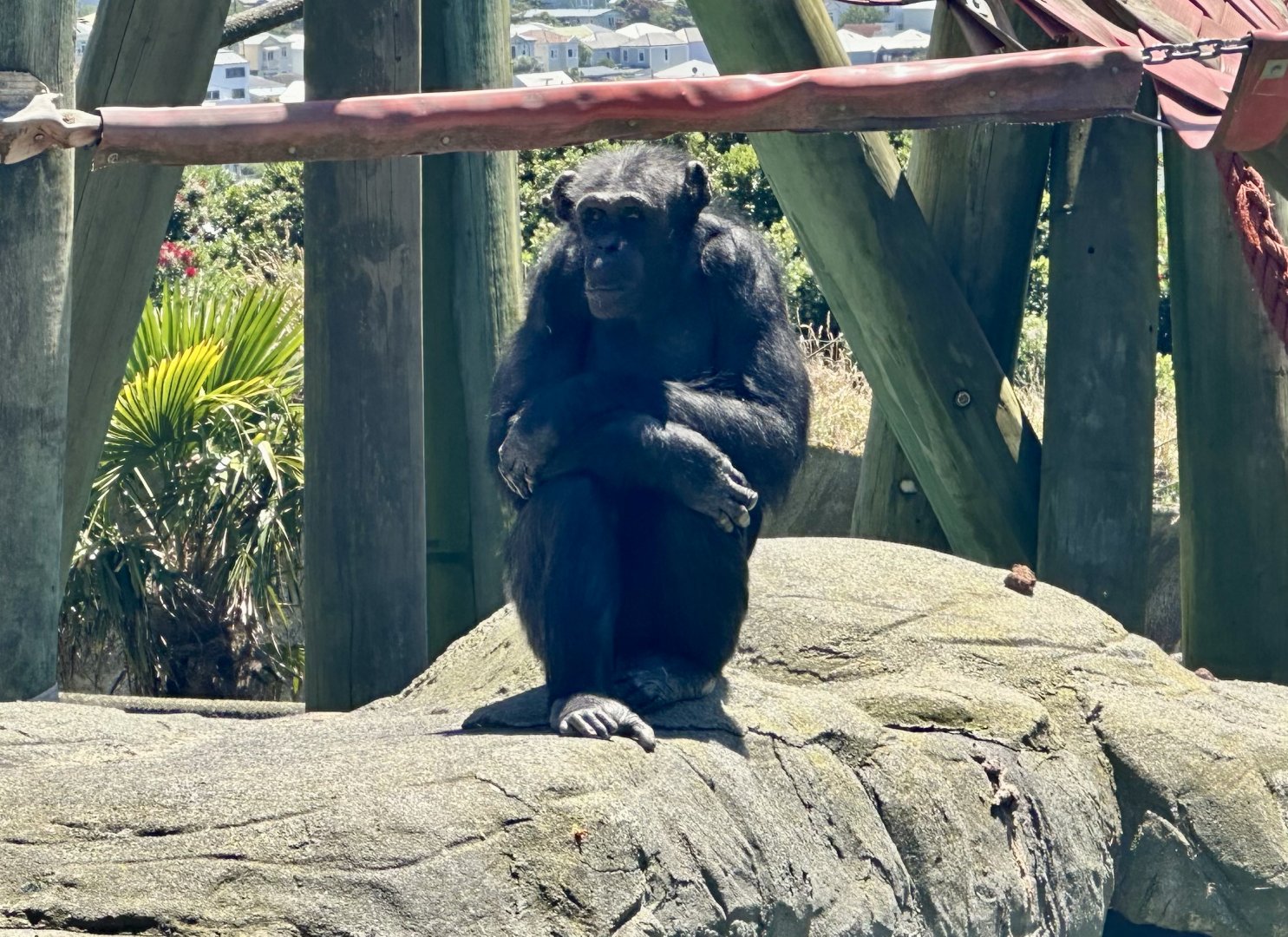 Samantha (Common Chimpanzee)