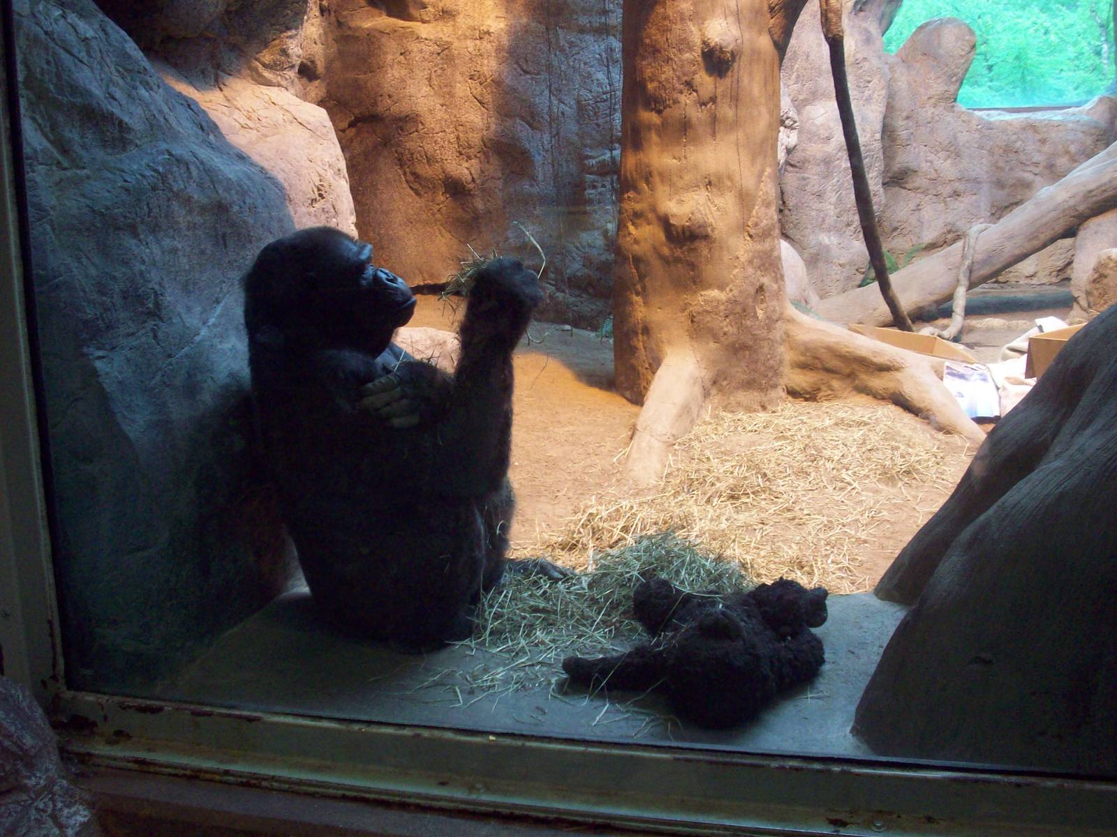 Samantha, the Lone Gorilla.
