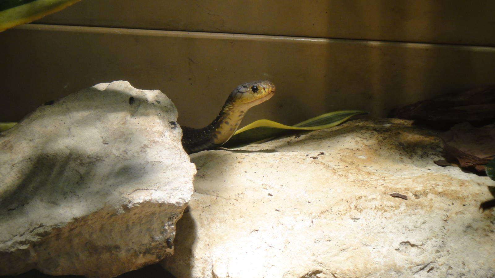 Samar Cobra at Dallas zoo 2015-03-12