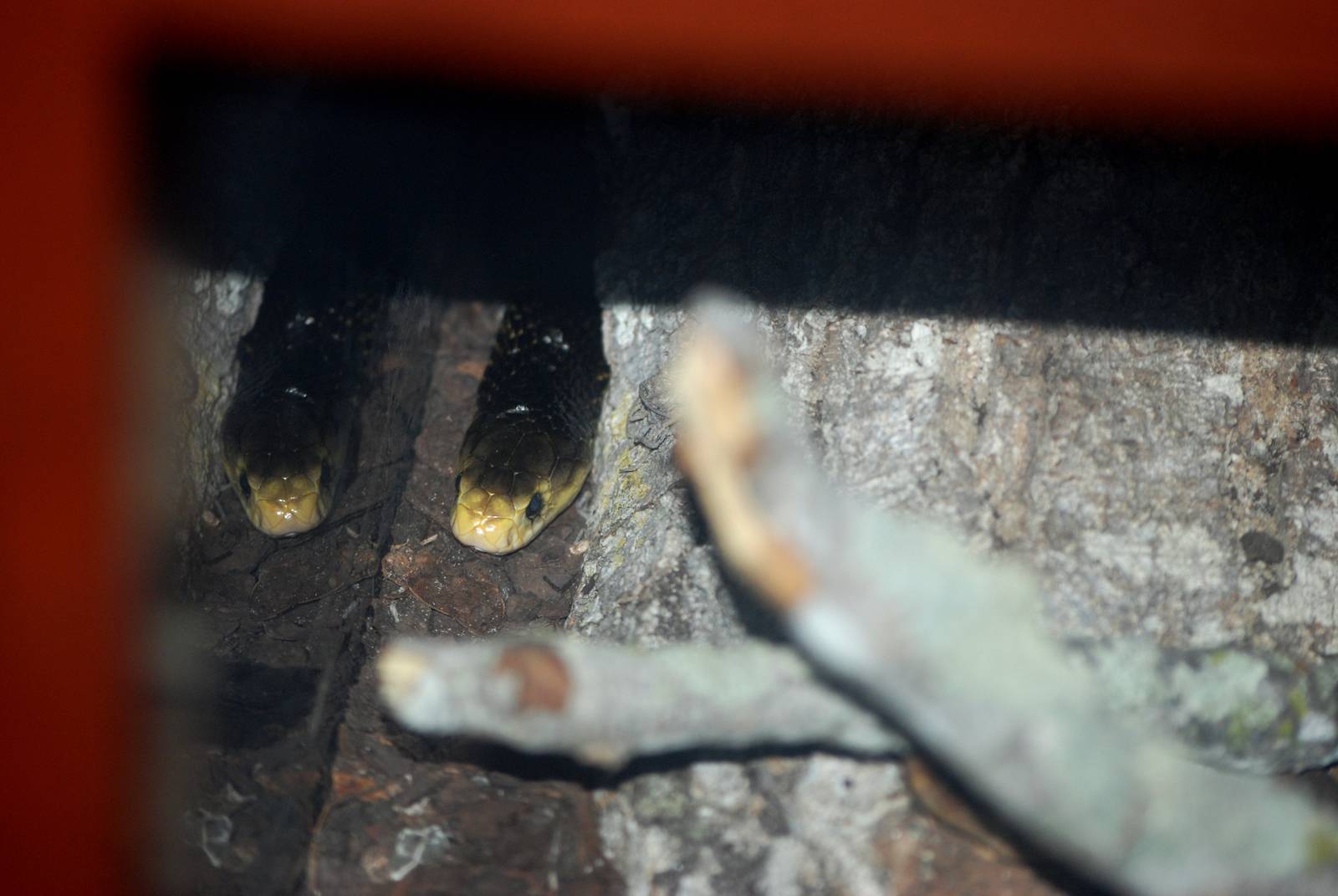 Samar Cobra at St. Augustine, 11/10/13