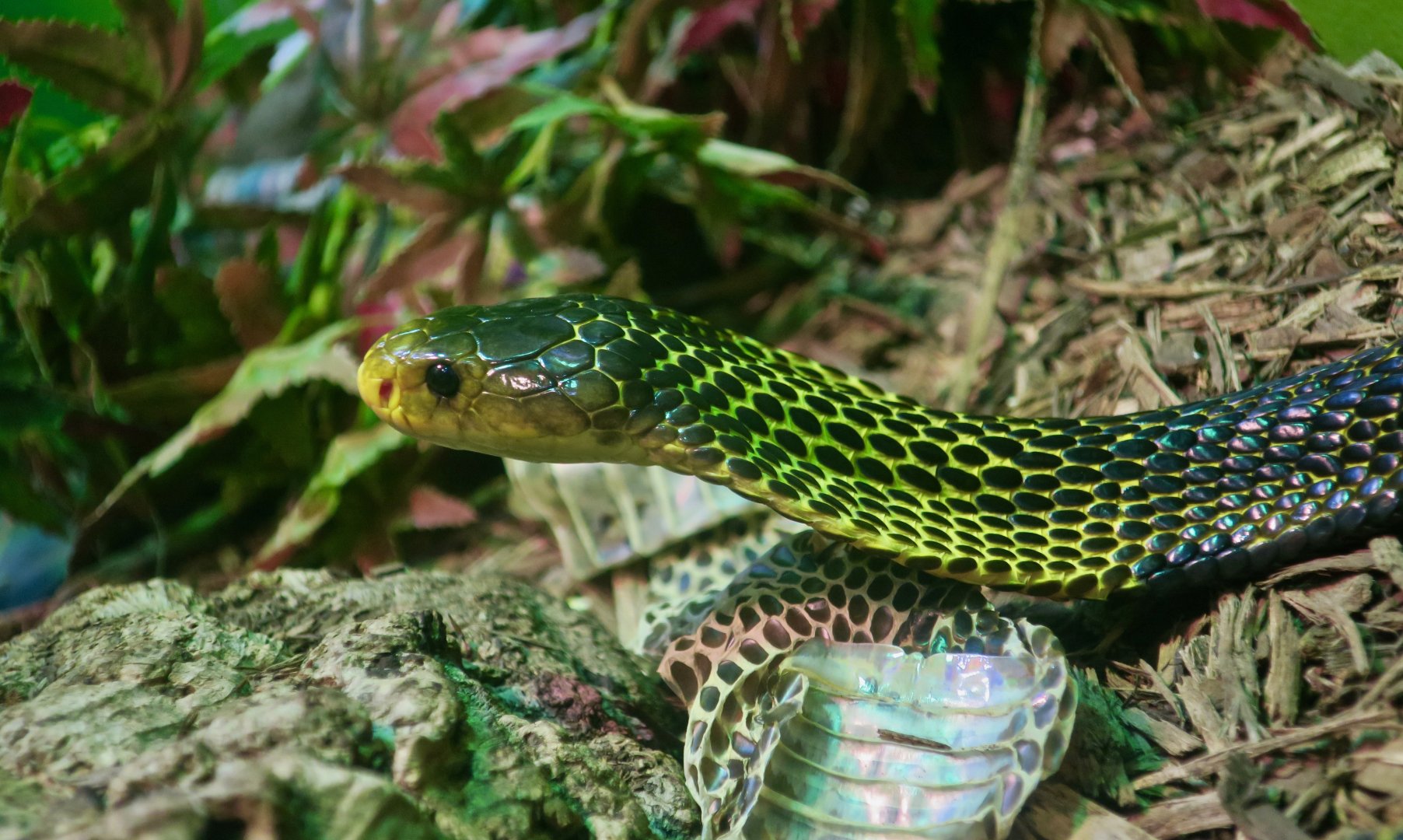 Samar Cobra (Naja samarensis)