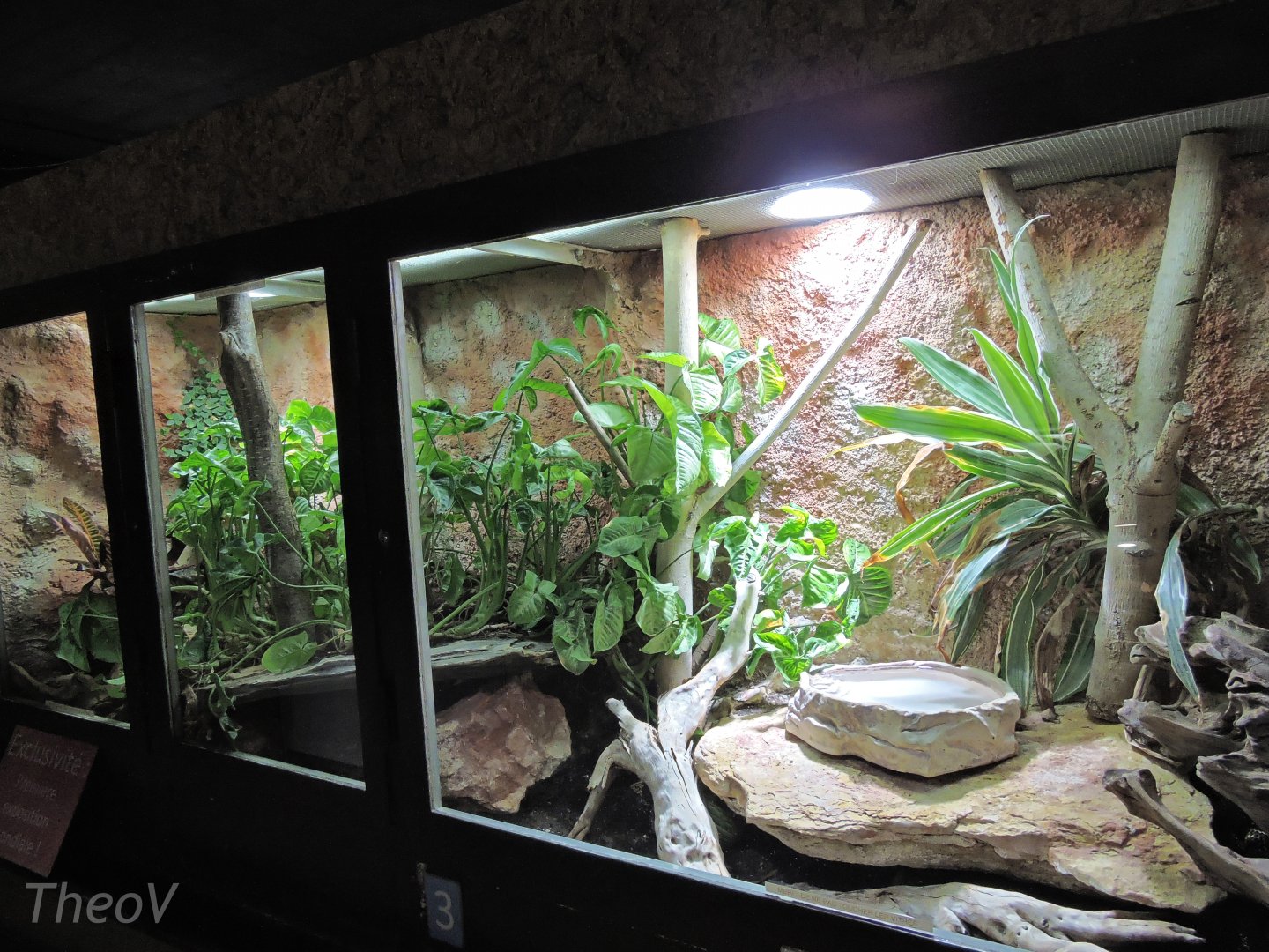 Samar cobra terrarium [2015]