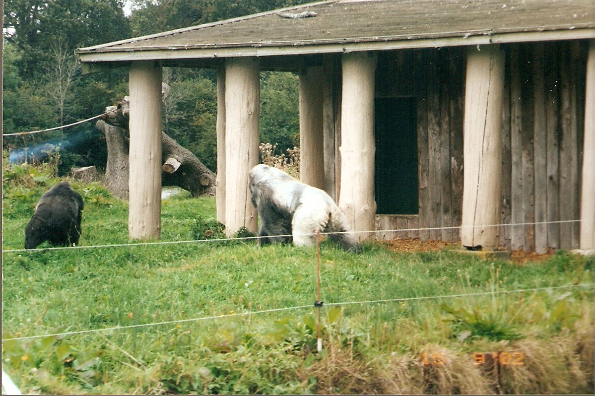 Samba and Nico the gorillas at Longleat Safari Park, 15 September 2002