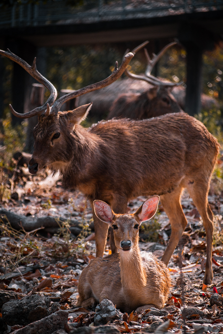 Samba Deer (The elevated path in the background was closed)
