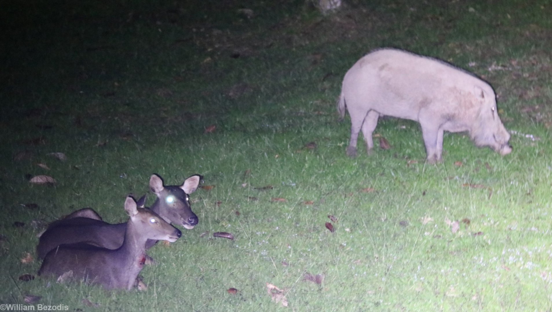 Sambar and a Bearded Pig - Danum Valley