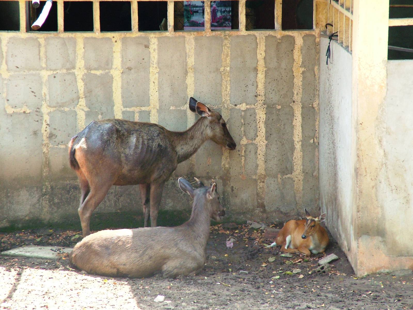 Sambar and Indian Muntjac at Saigon Zoo, 16/03/12